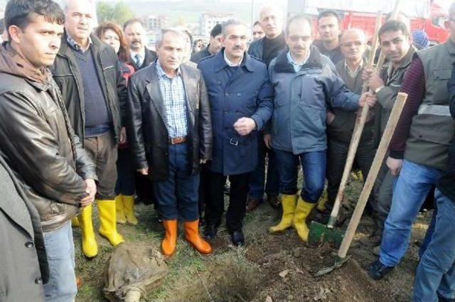 Yalova’Da 200 Çinar Fidani Dikildi