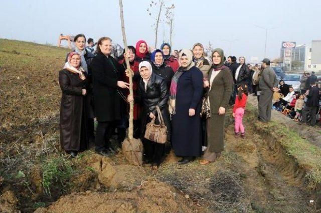 Yalova’Da 200 Çinar Fidani Dikildi