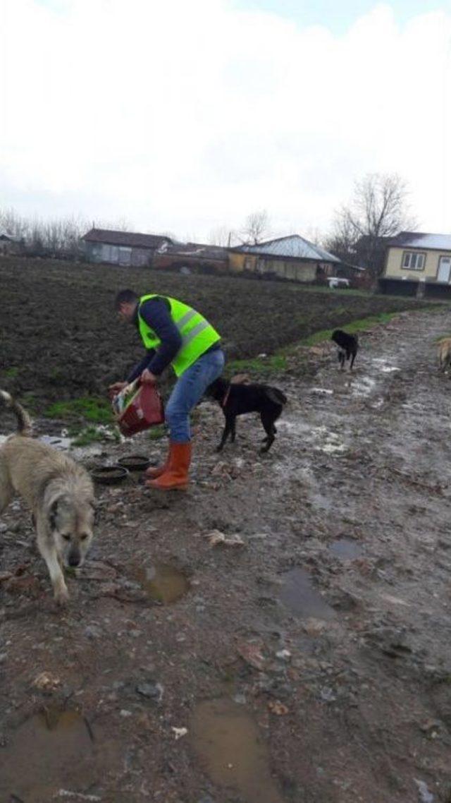 Soğuk Havada Sokak Hayvanları Unutulmadı