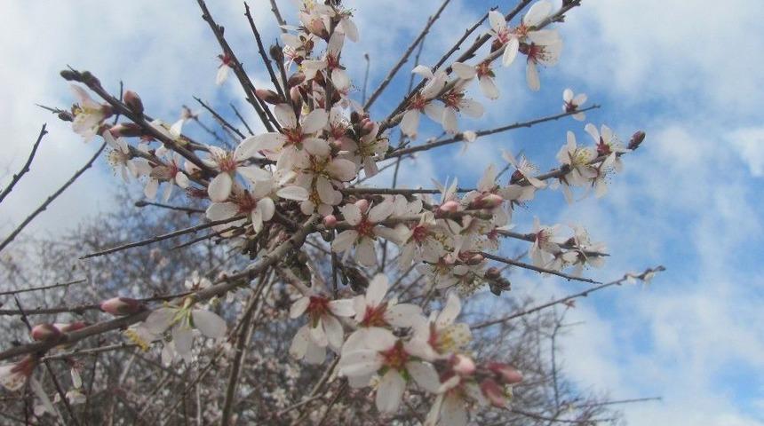 Ocak Ayında &Ccedil;i&ccedil;ek A&ccedil;an Badem Ağa&ccedil;ları, &Uuml;reticiyi D&uuml;ş&uuml;nd&uuml;r&uuml;yor