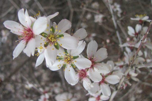 Ocak Ayında Çiçek Açan Badem Ağaçları, Üreticiyi Düşündürüyor