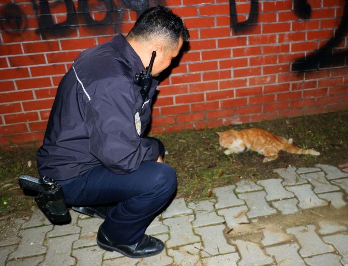 S&uuml;r&uuml;c&uuml;n&uuml;n &Ccedil;arpıp Ka&ccedil;tığı Yaralı Kedinin Yardımına Vatandaş İle Polis Koştu