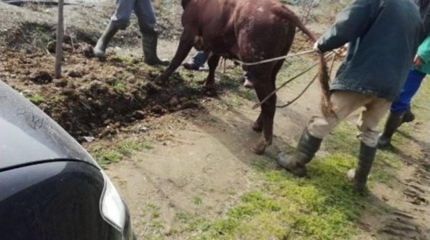 Ka&ccedil;an Dana Veteriner M&uuml;d&uuml;rl&uuml;ğ&uuml; Ekipleri Tarafından Yakalandı