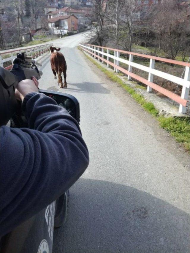 Ka&ccedil;an Dana Veteriner M&uuml;d&uuml;rl&uuml;ğ&uuml; Ekipleri Tarafından Yakalandı 1
