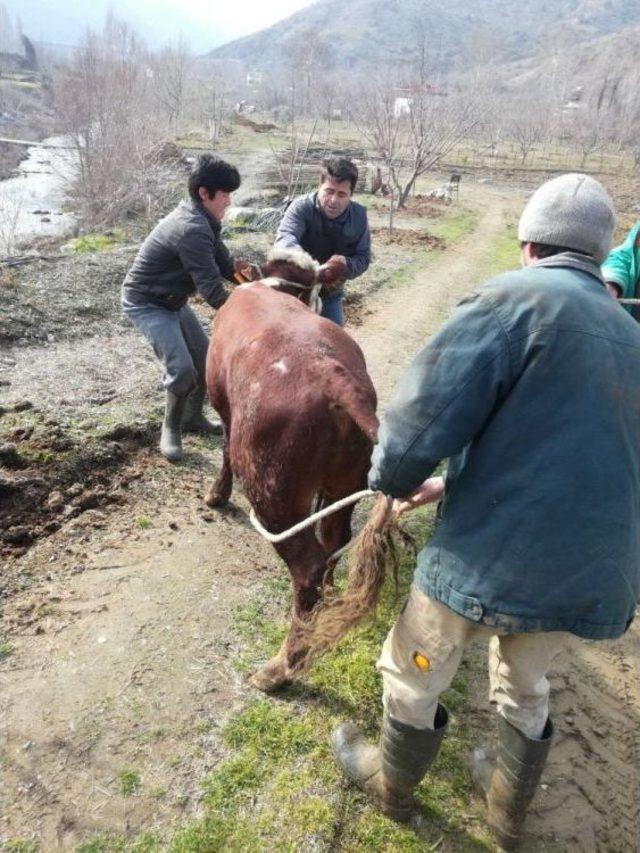 Ka&ccedil;an Dana Veteriner M&uuml;d&uuml;rl&uuml;ğ&uuml; Ekipleri Tarafından Yakalandı 2