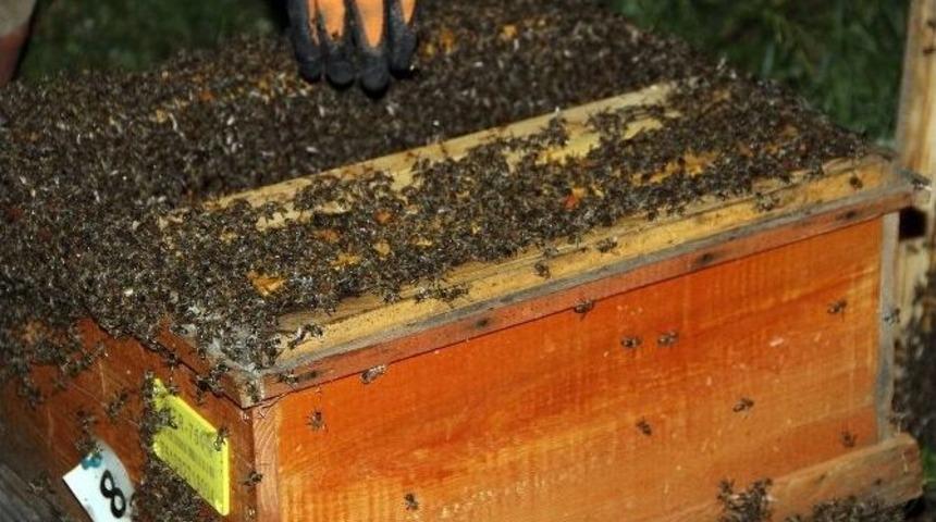 Trabzon&rsquo;da Yılda Bin 195 Ton Bal &Uuml;retiliyor