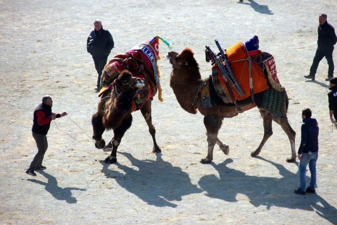 210 G&uuml;reş&ccedil;i Deve Arenaya &Ccedil;ıktı