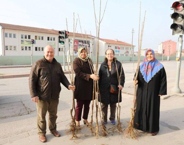 Körfez Belediyesi’nden Her Bahçeye Kiraz Fidanı