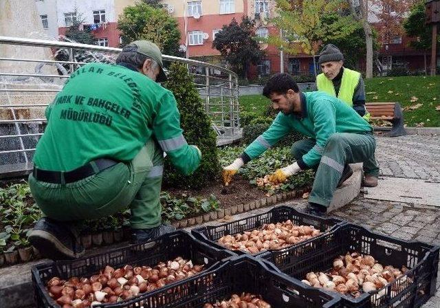 Bağcılar Lale, Sümbül Açacak