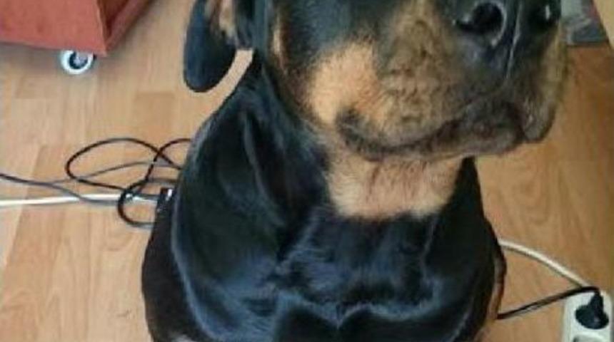 Parkta 'lina'nin &Ouml;l&uuml;m&uuml;, Belkide Bir &Ccedil;ocuğu Kurtardi