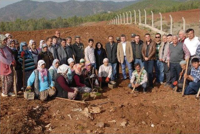 Fethiye’ye 650 Bin Fidan Dikiliyor 1