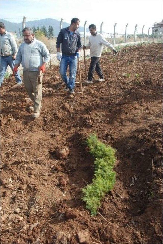 Fethiye’ye 650 Bin Fidan Dikiliyor 2