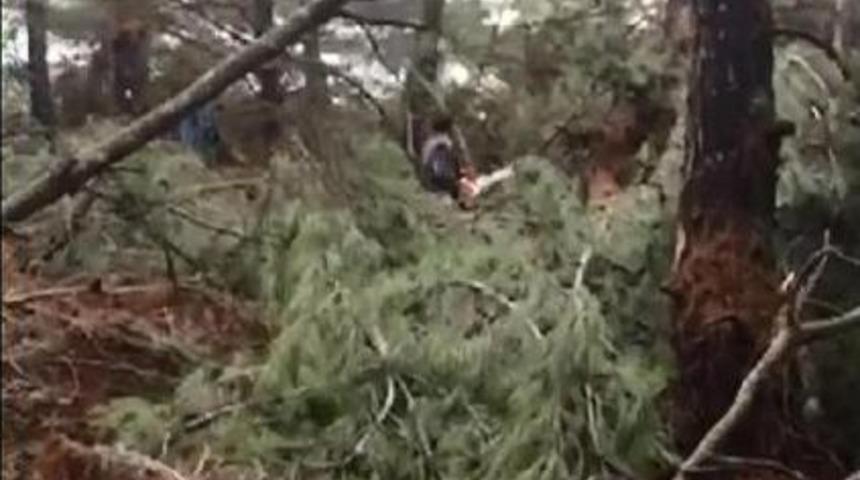 Res İ&ccedil;in Bin Ağa&ccedil; Kesilecek (2)