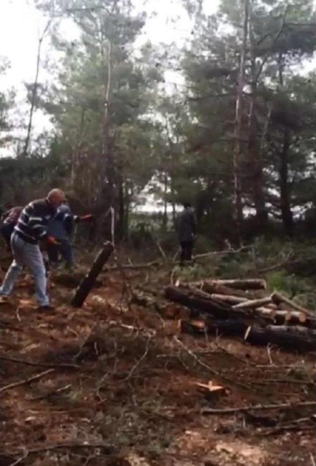 Res İçin Bin Ağaç Kesilecek (2) 1