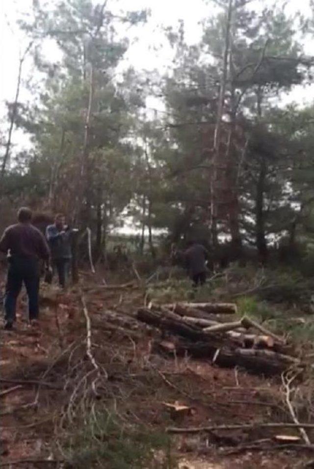 Res İçin Bin Ağaç Kesilecek (2) 2