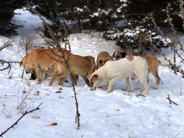 Yozgat’ta Yaban Hayvanlarına Yem Bırakıldı 1