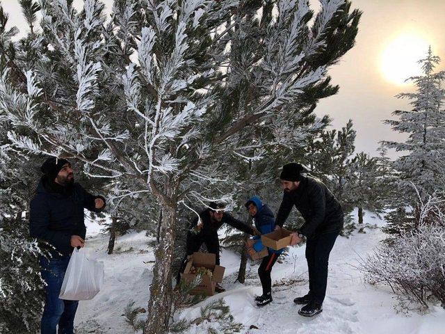 Yozgat’ta Yaban Hayvanlarına Yem Bırakıldı 2