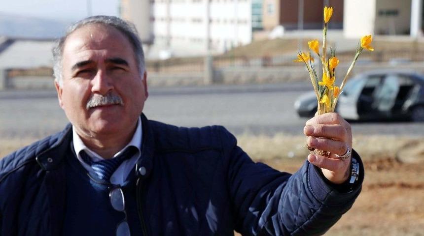 Yozgat&rsquo;ta Baharın M&uuml;jdecisi &Ccedil;iğdem &Ccedil;i&ccedil;ekleri A&ccedil;tı