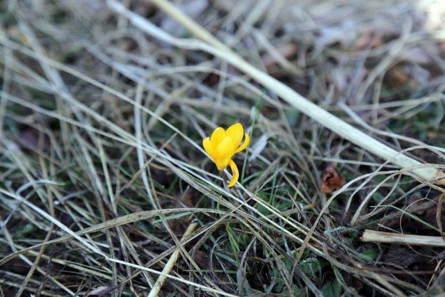 Yozgat’ta Baharın Müjdecisi Çiğdem Çiçekleri Açtı 1
