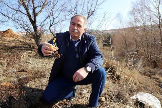 Yozgat’ta Baharın Müjdecisi Çiğdem Çiçekleri Açtı 2