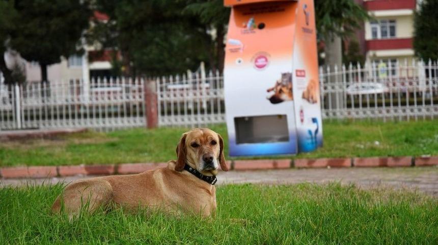 Geri D&ouml;n&uuml;ş&uuml;m Materyalleri Hayvanlar İ&ccedil;in Yemeğe D&ouml;n&uuml;ş&uuml;yor