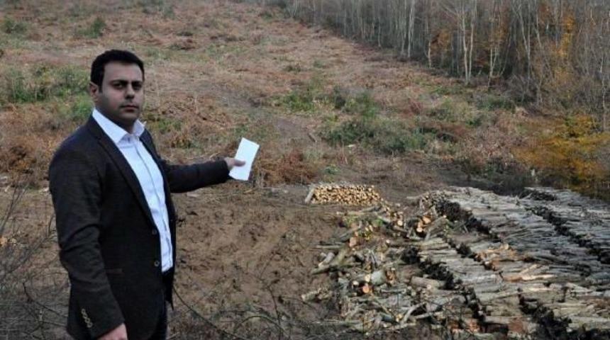 Enerji İletim Hatti İ&ccedil;in Ağa&ccedil; Kesilmesine Tepki