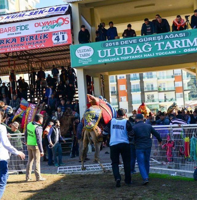 Kaçan Devenin Kırdığı Korkuluk Altında Kalan Vatandaş Ezilme Tehlikesi Geçirdi