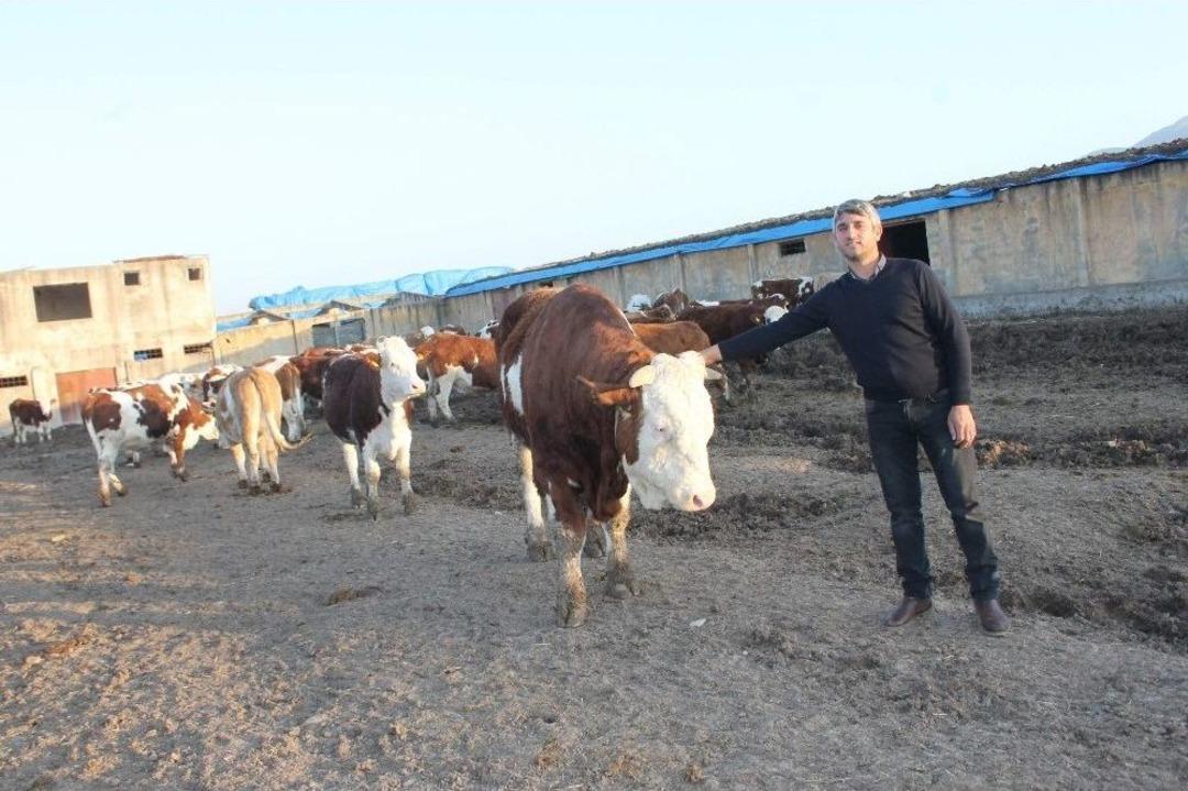 (&ouml;zel Haber) 5 İnekle Başladı 100 Hayvanlık &Ccedil;iftlik Kurdu