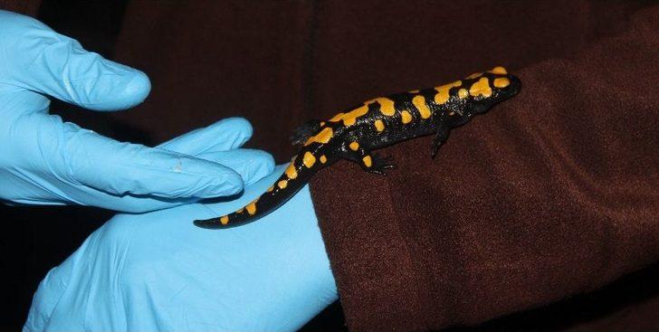 Adana’da Nesli Tükenmekte Olan "semender" Bulundu G1