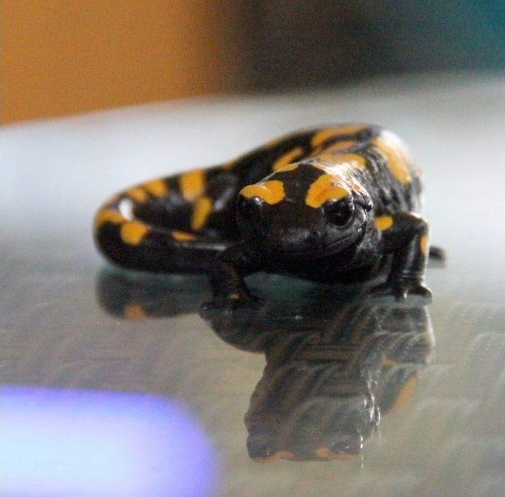 Adana’da Nesli Tükenmekte Olan "semender" Bulundu G2