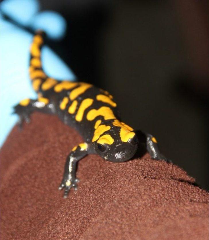 Adana’da Nesli Tükenmekte Olan "semender" Bulundu G3