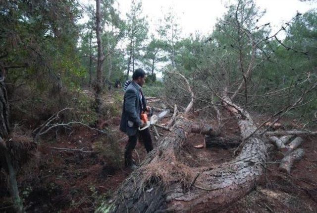 Res İçin Bin Ağaç Kesilecek (3)