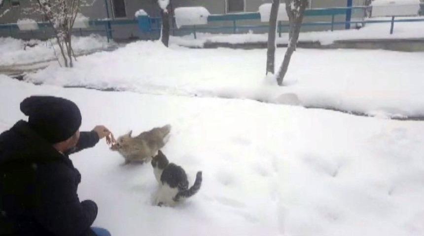 A&ccedil; Kalan Tilkiyi Elleriyle Beslediler