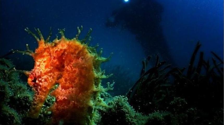 Kuşadası&rsquo;nın Sualtı G&uuml;zellikleri Tanıtılıyor