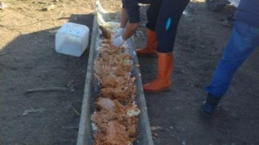 Edirne Belediyesi &lsquo;sokak Hayvanlarını&rsquo; Yalnız Bırakmıyor