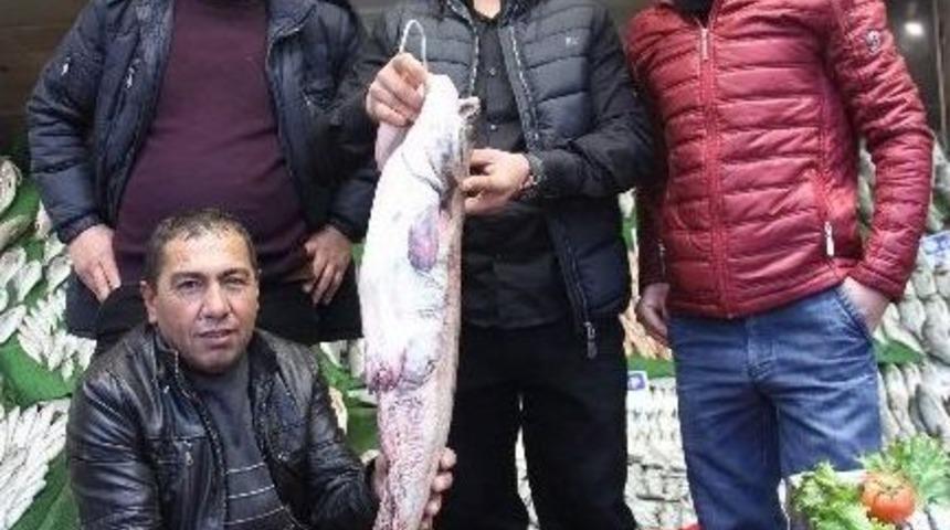 Balıktaki Bolluk Vatandaşın Y&uuml;z&uuml;n&uuml; G&uuml;ld&uuml;r&uuml;yor