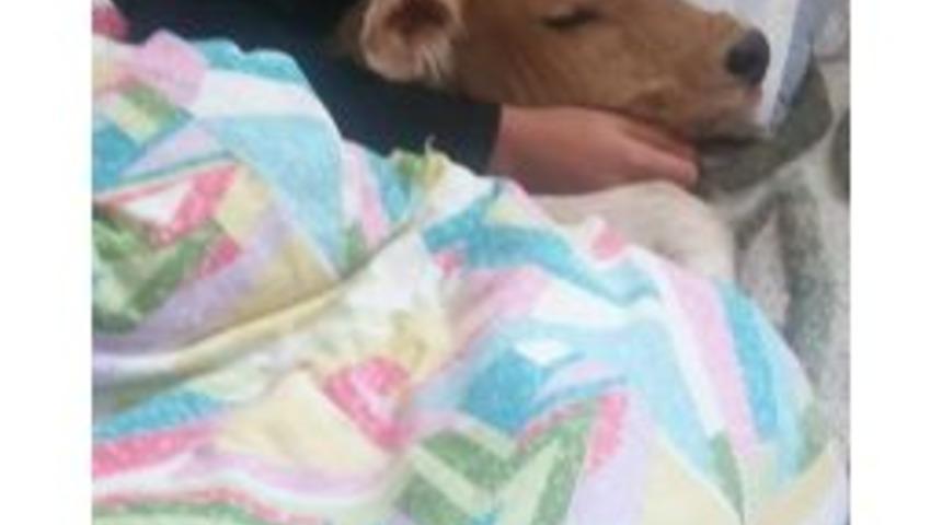 Bu Kez Hasta Buzağısı İle Birlikte Uyuduğu Fotoğrafı B&uuml;y&uuml;k Beğeni Topladı