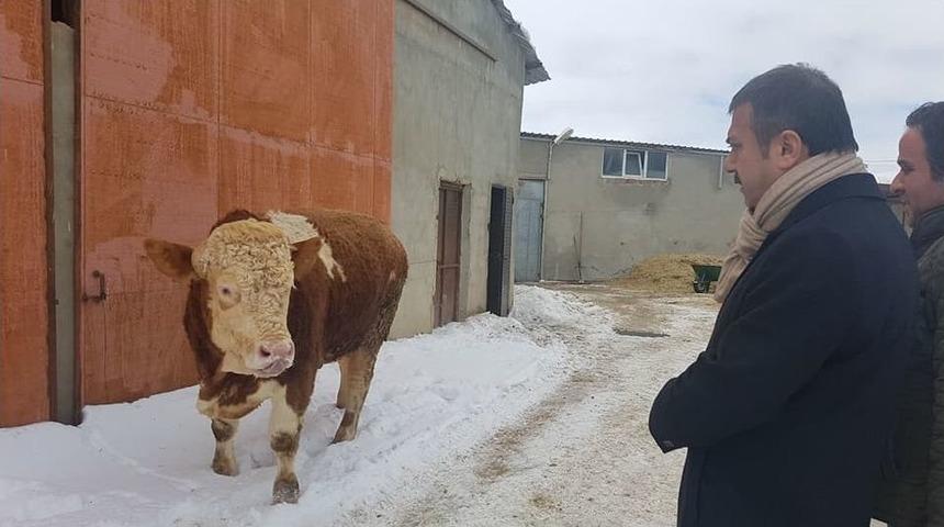 900 Kiloluk Danasını Mehmet&ccedil;ik İ&ccedil;in Bağışladı