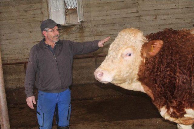 900 Kiloluk Danasını Mehmetçik İçin Bağışladı