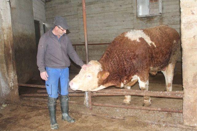 900 Kiloluk Danasını Mehmetçik İçin Bağışladı