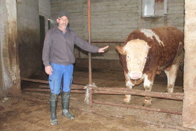 900 Kiloluk Danasını Mehmetçik İçin Bağışladı