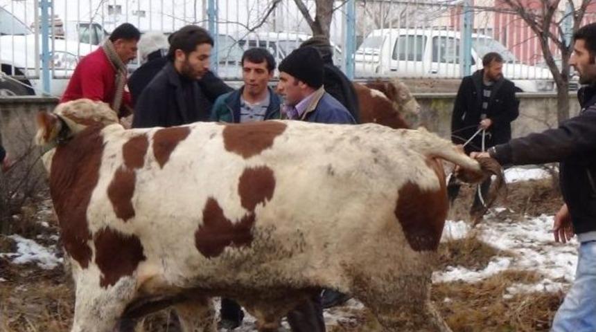Damızlık Boğalar Sahiplerine Teslim Edildi