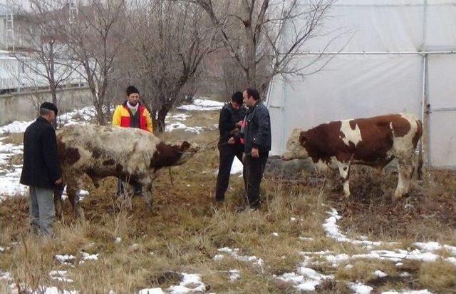 Damızlık Boğalar Sahiplerine Teslim Edildi 1
