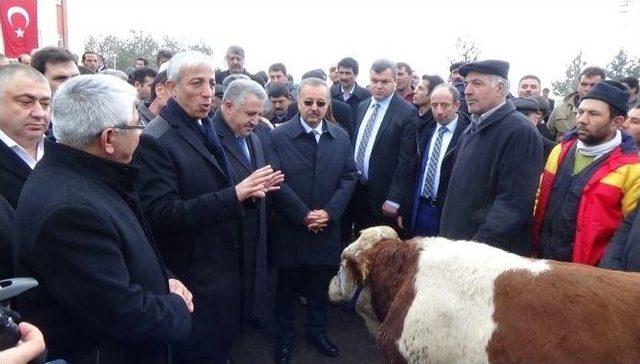 Damızlık Boğalar Sahiplerine Teslim Edildi 2