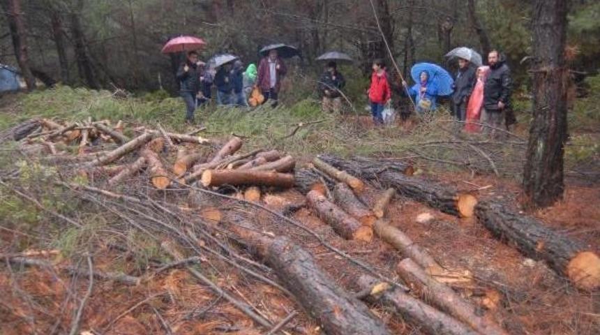 Urla'da Ağa&ccedil; N&ouml;beti