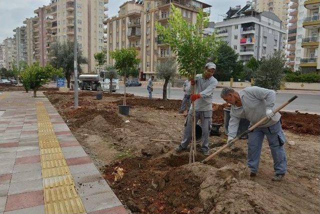 Doyran’a Fitness, Siteler’e Portakal Ve Zeytin Ağaçları