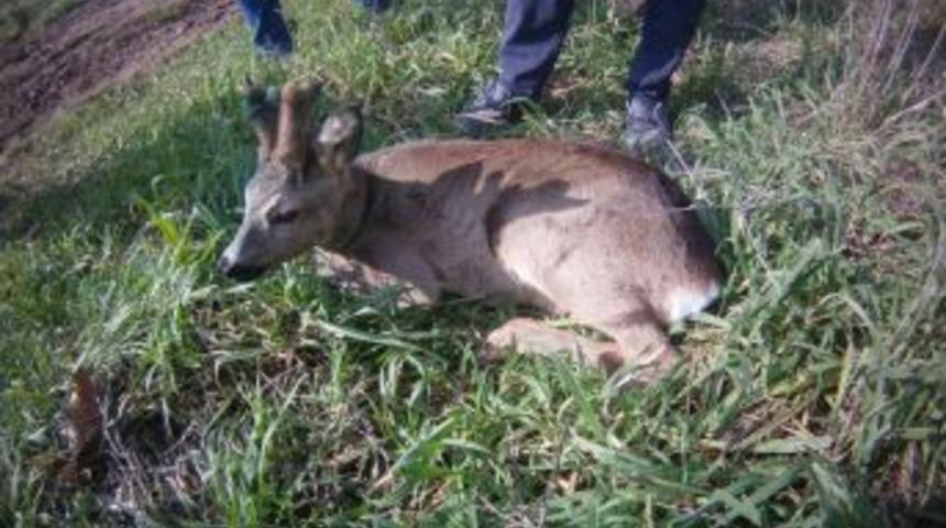 Yaralı Karaca Tedavisinin Ardından Doğaya Salındı