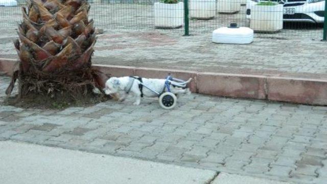 'oğlum' Adli Köpek Pazar Arabasi Tekerleriyle Yeniden Yürümeye Başladi