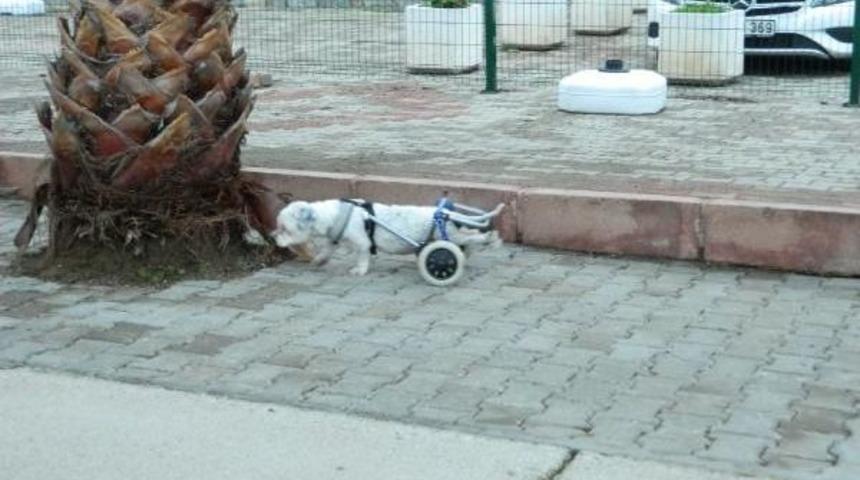 'oğlum' Adli K&ouml;pek Pazar Arabasi Tekerleriyle Yeniden Y&uuml;r&uuml;meye Başladi