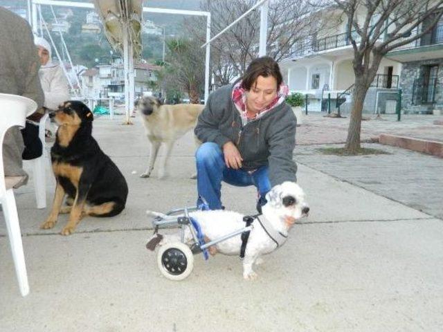  oğlum  Adli K&ouml;pek Pazar Arabasi Tekerleriyle Yeniden Y&uuml;r&uuml;meye Başladi 1